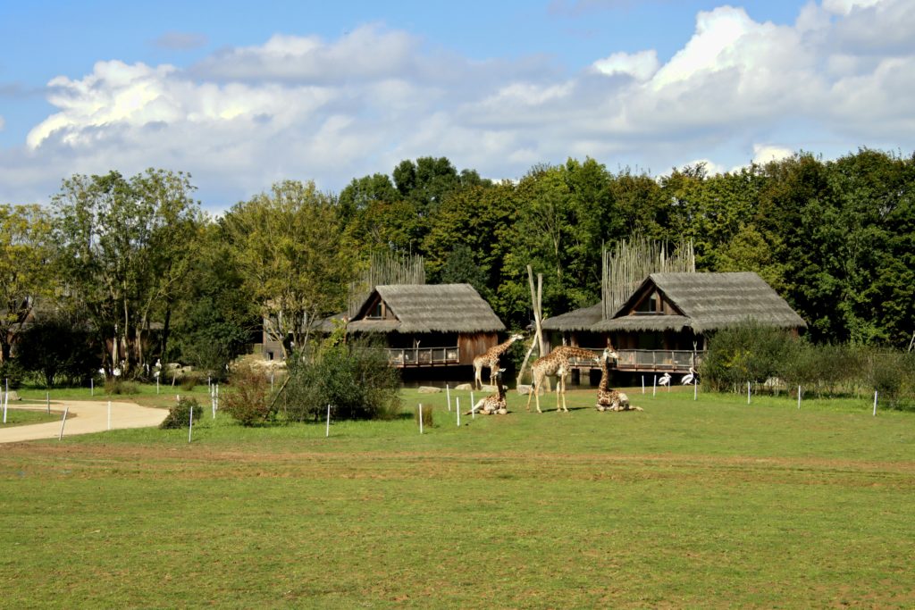 Giraffes roam in front of a safari-style lodge in Port-Saint-Père, France
